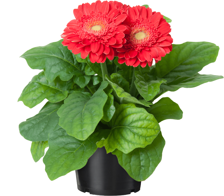Kwiat Gerbera don 12cm szt widok główny 