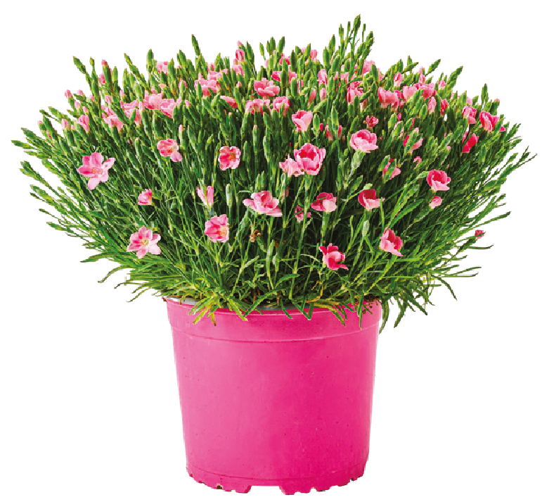 Kwiat Goździk mix don 17cm szt. widok główny