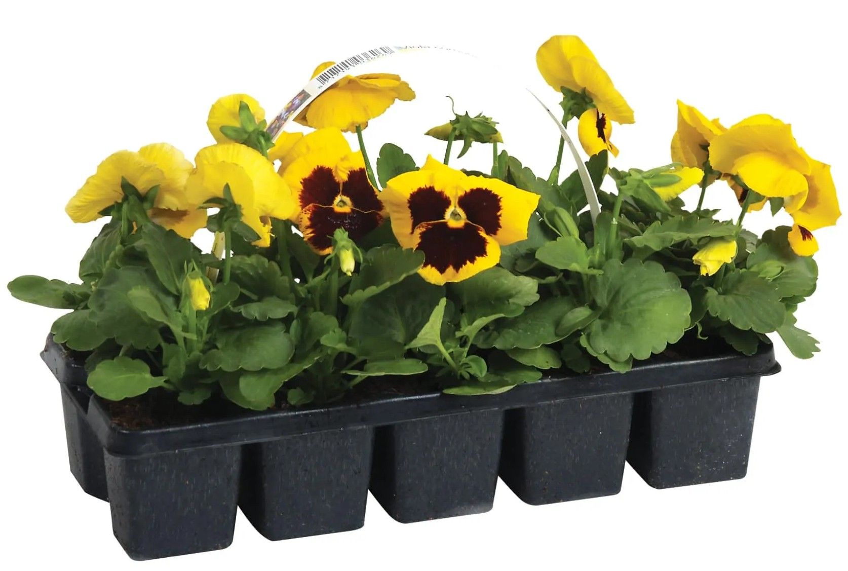 Kwiat Bratek wielkokwiatowy 10-pak szt widok główny 