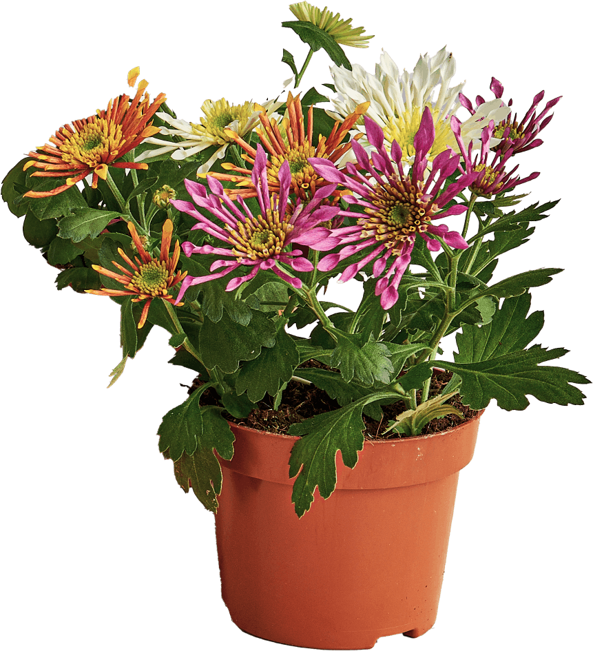 Kwiat Chryzantema splash don 12cm szt widok główny 