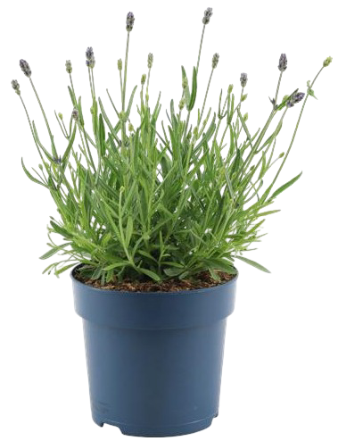 Kwiat Lawenda Felice blue don 15cm szt. widok główny