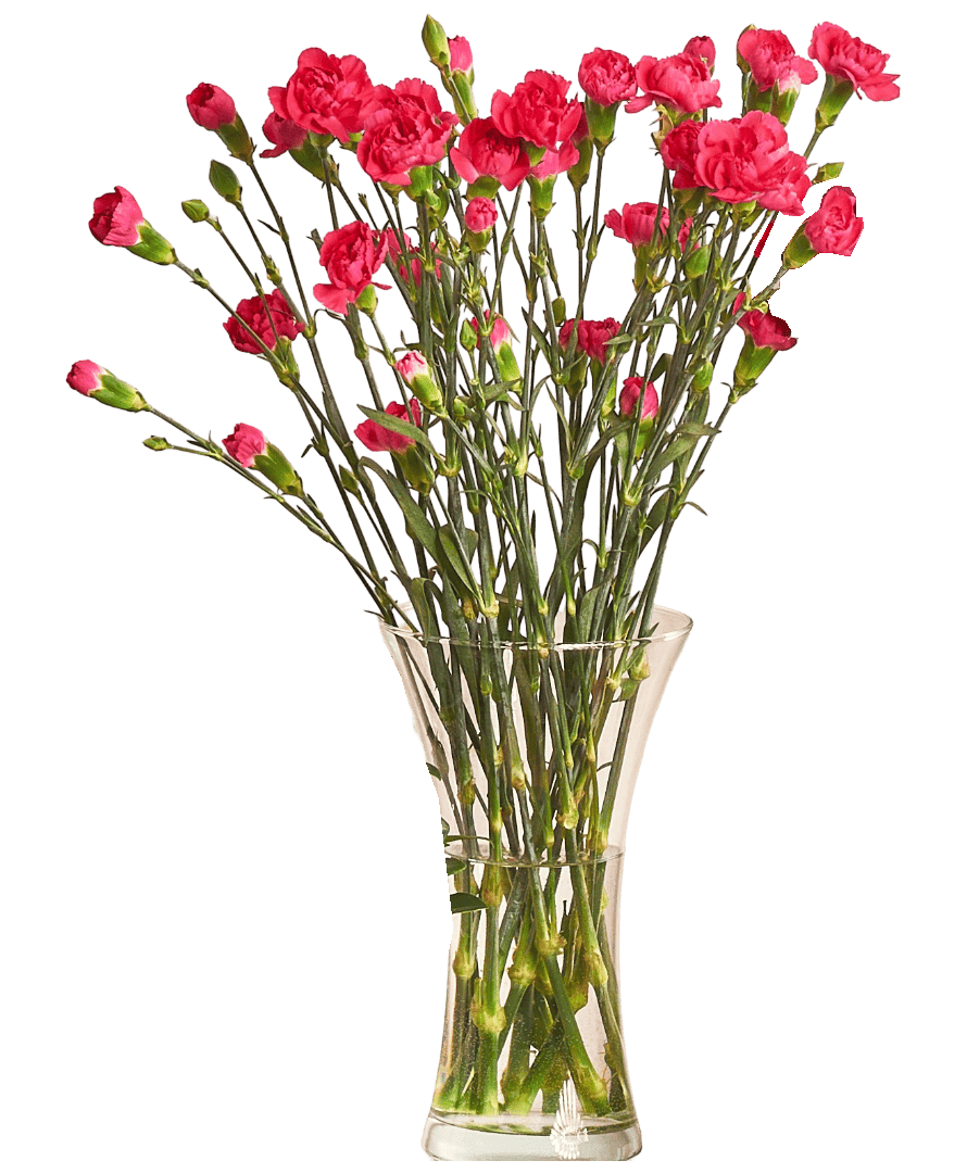 Kwiat bukiet Goździk wielkokwiatowy 10szt widok główny