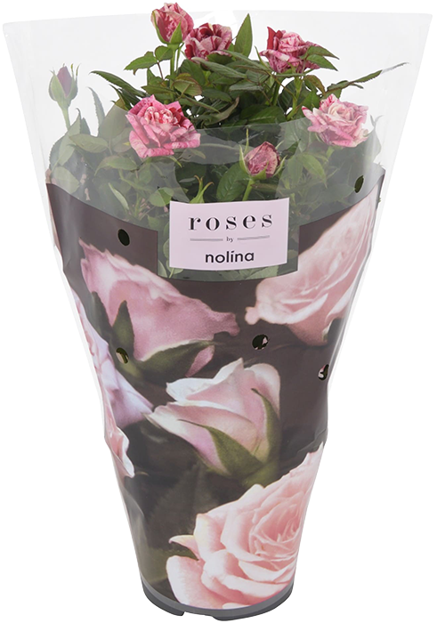 Kwiat Róża patio don 13cm szt widok 1