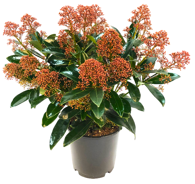 Krzew Skimmia japonica don 15cm szt widok główny