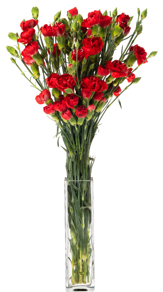 Kwiat bukiet Goździk wielkokwiatowy 10szt widok 1