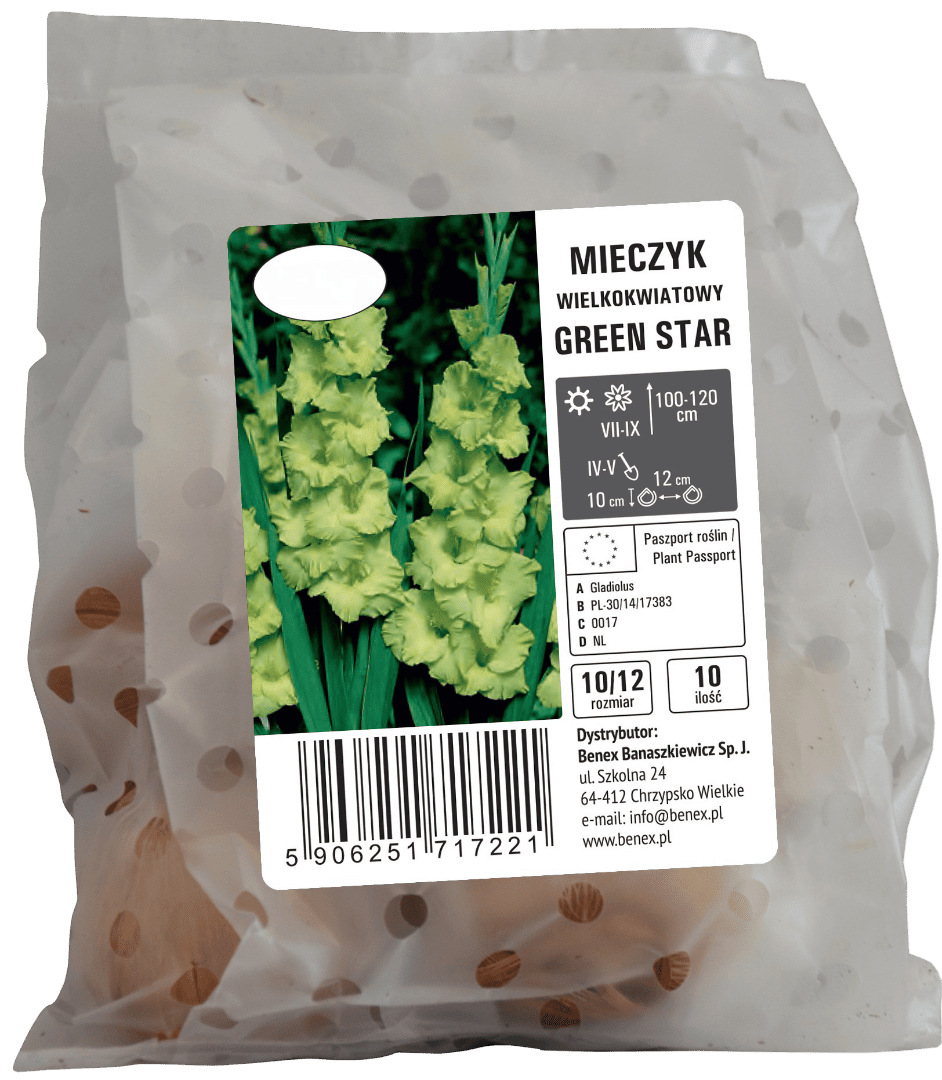 Cebula kwiatowa Mieczyk wielk. Green Star 10szt widok 1