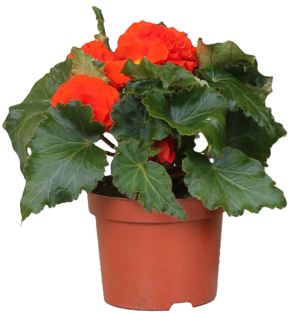 Kwiat Begonia don 12cm szt. widok główny 