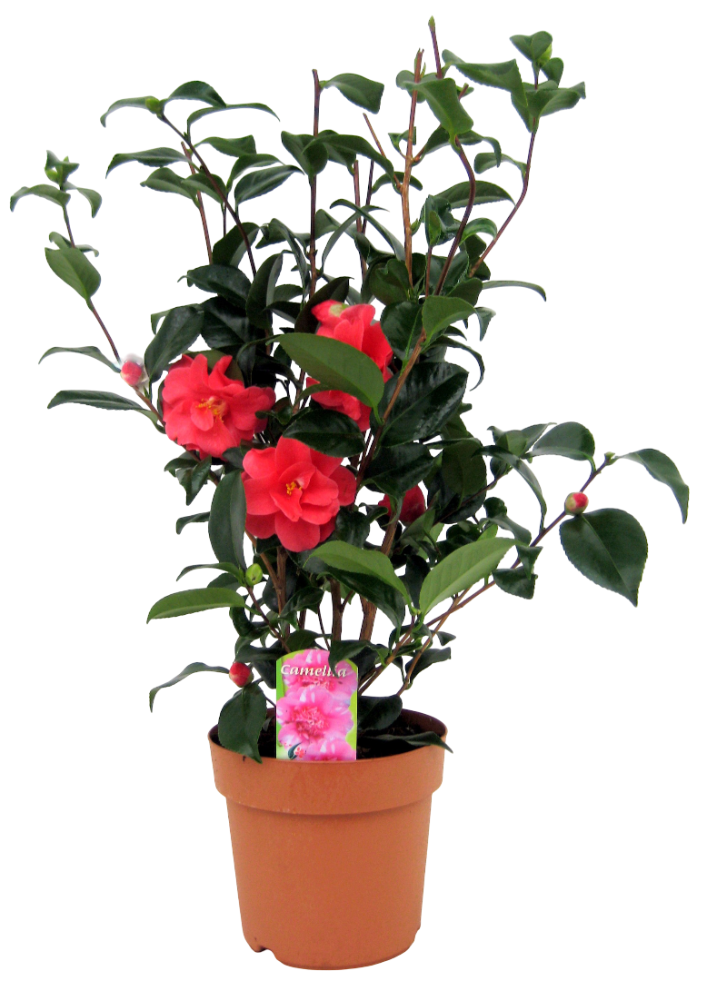 Kwiat Camelia don 19cm szt widok 1