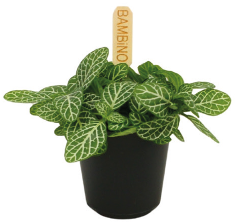 Kwiat Rośliny zielone don 5,5cm szt widok 1