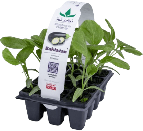 Rozsada Bakłażan 10-pak szt widok 1