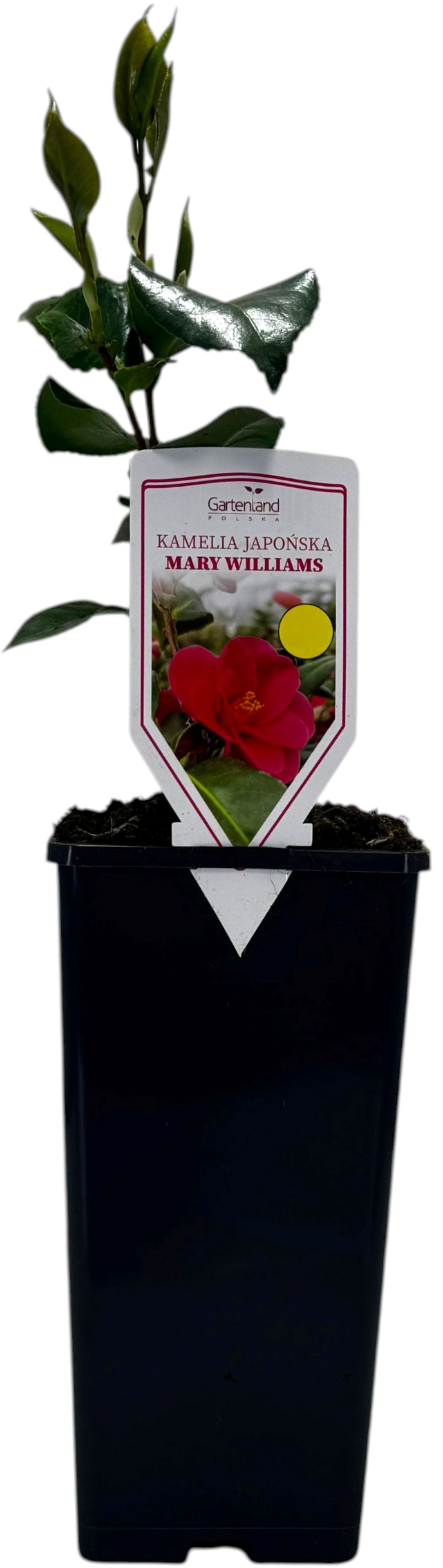 Krzew Kamelia japońska don C2 szt widok 1