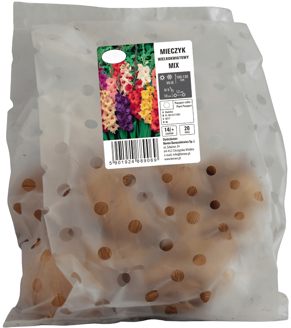 Cebula kwiatowa Mieczyk wielokwiatowy 5szt widok 1