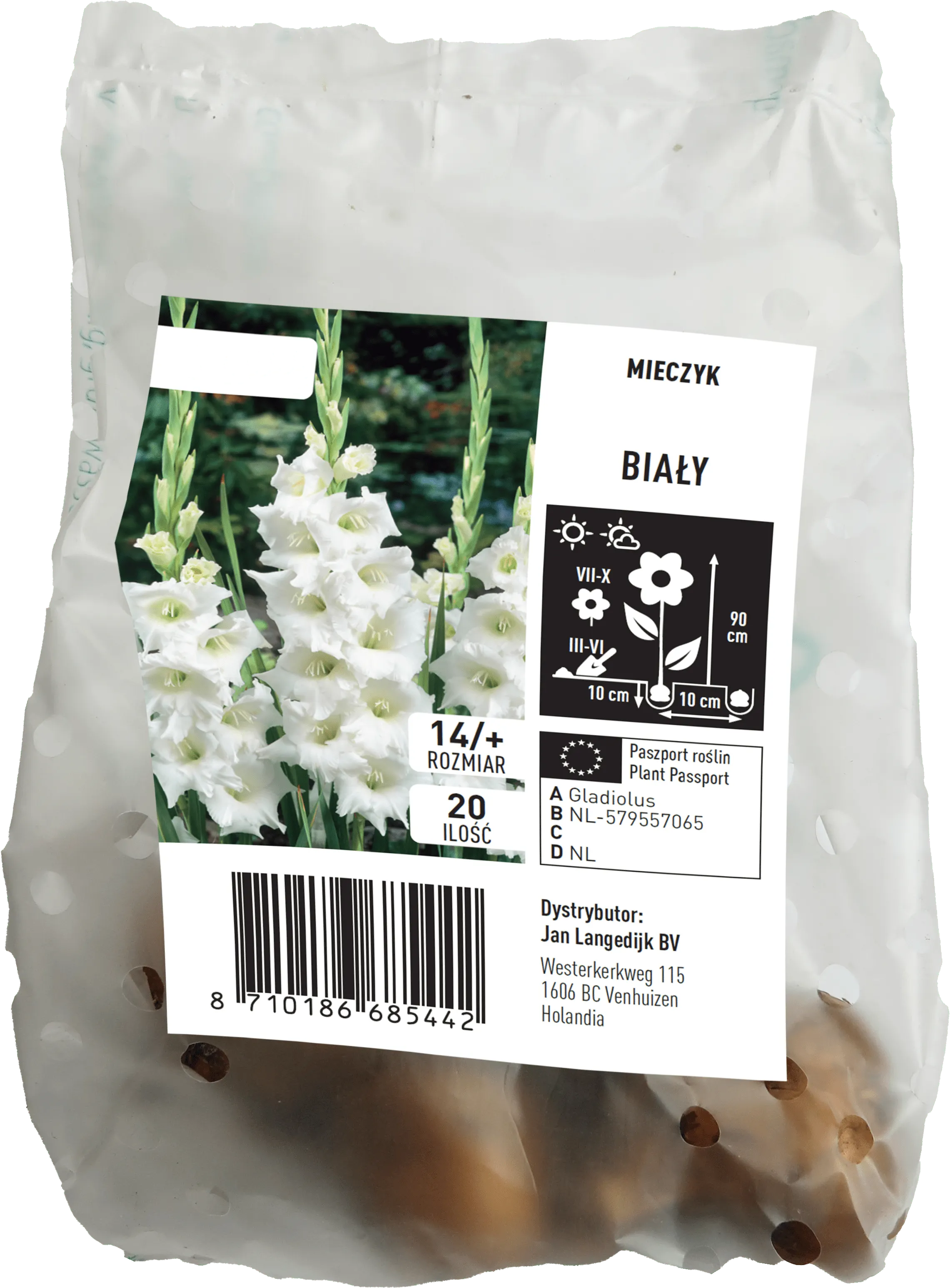 Cebula kwiatowa Mieczyk biały 20szt widok 1