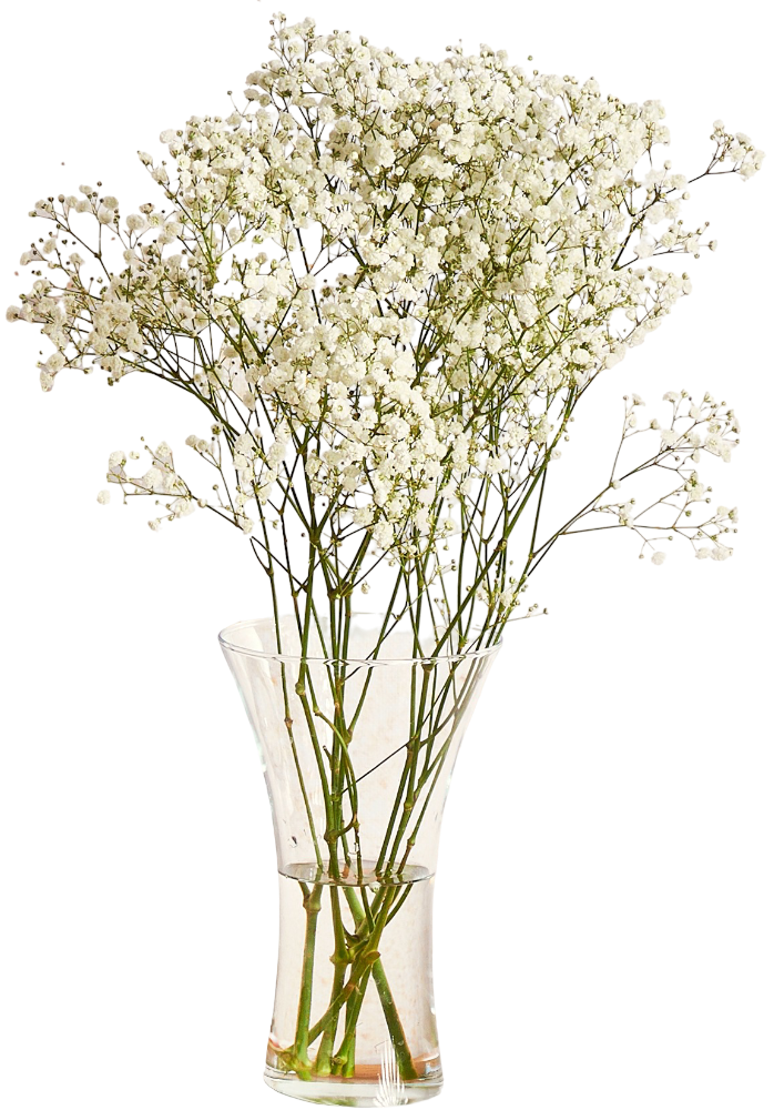 Kwiat bukiet Gipsówka 5szt widok główny