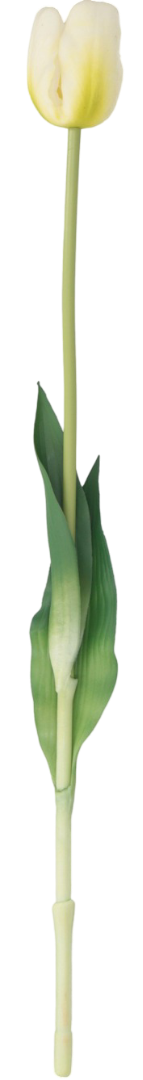 Tulipan gumowy 47cm widok 1