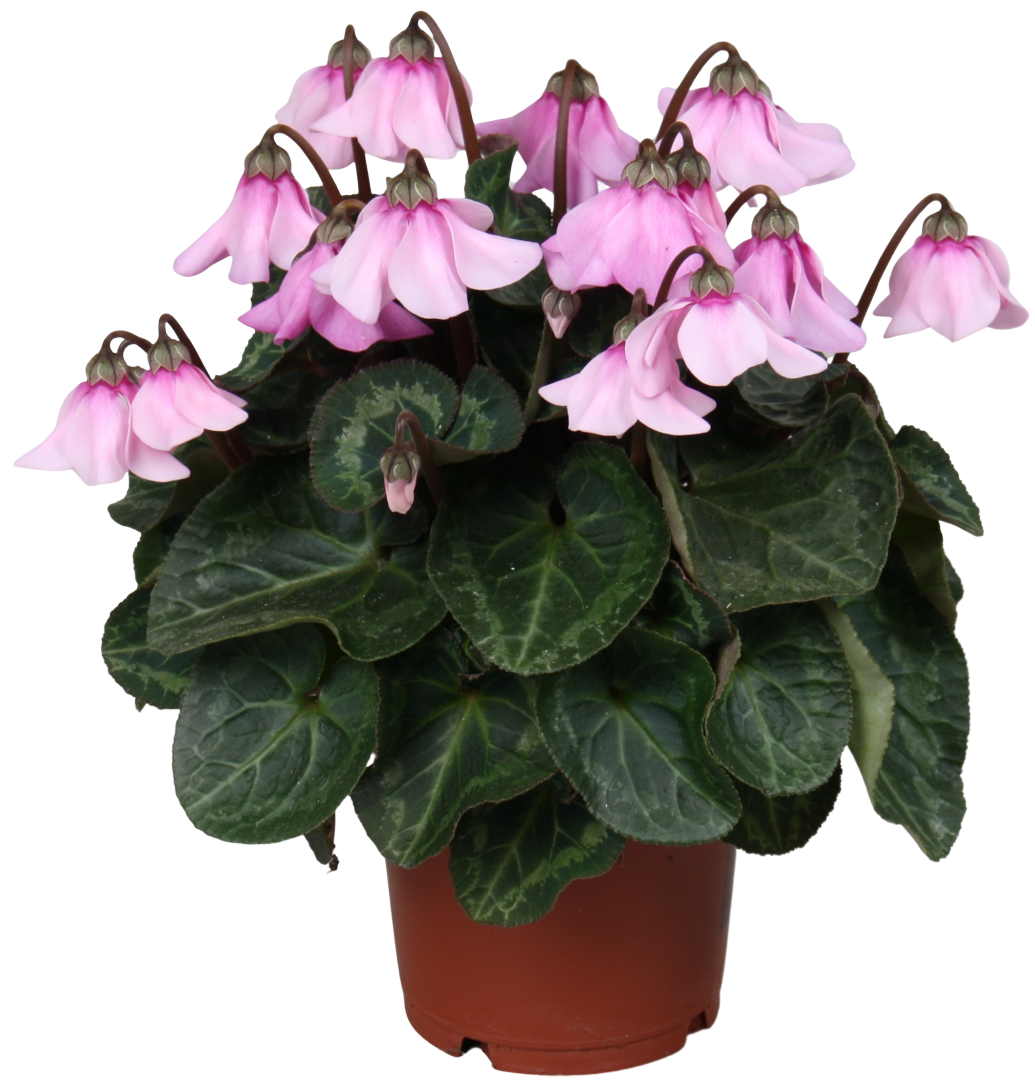 Kwiat Cyklamen don 10,5cm szt. widok 1