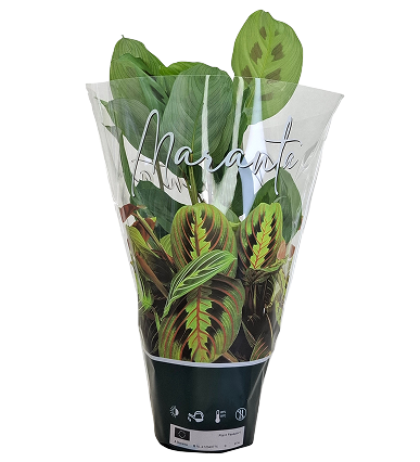 Kwiat Maranta don 12cm szt widok 1