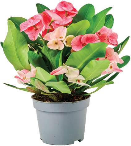 Kwiat Euphorbia queen don 10,5cm szt widok główny 