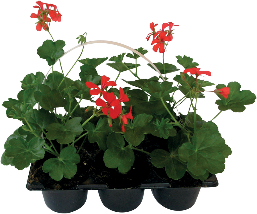 Kwiat Pelargonia 6-pak szt widok 1