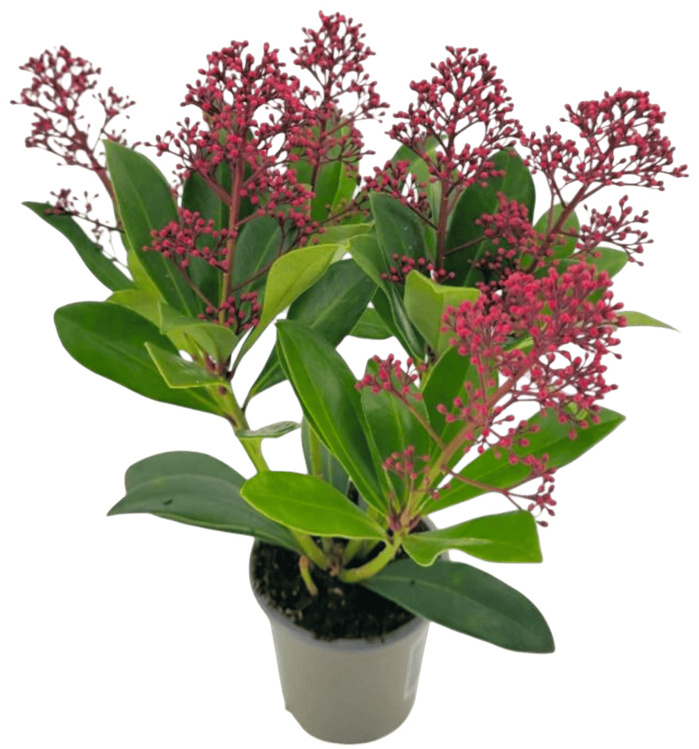 Krzew Skimmia don P9,5 szt widok główny 