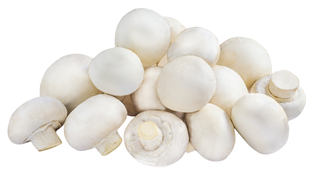 Pieczarka kg widok główny 