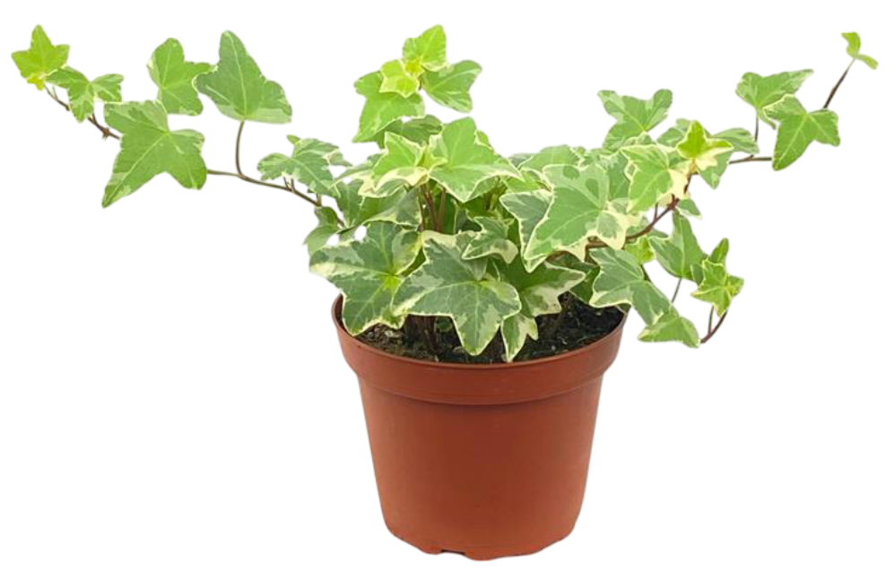 Kwiat Hedera don 12cm szt widok główny