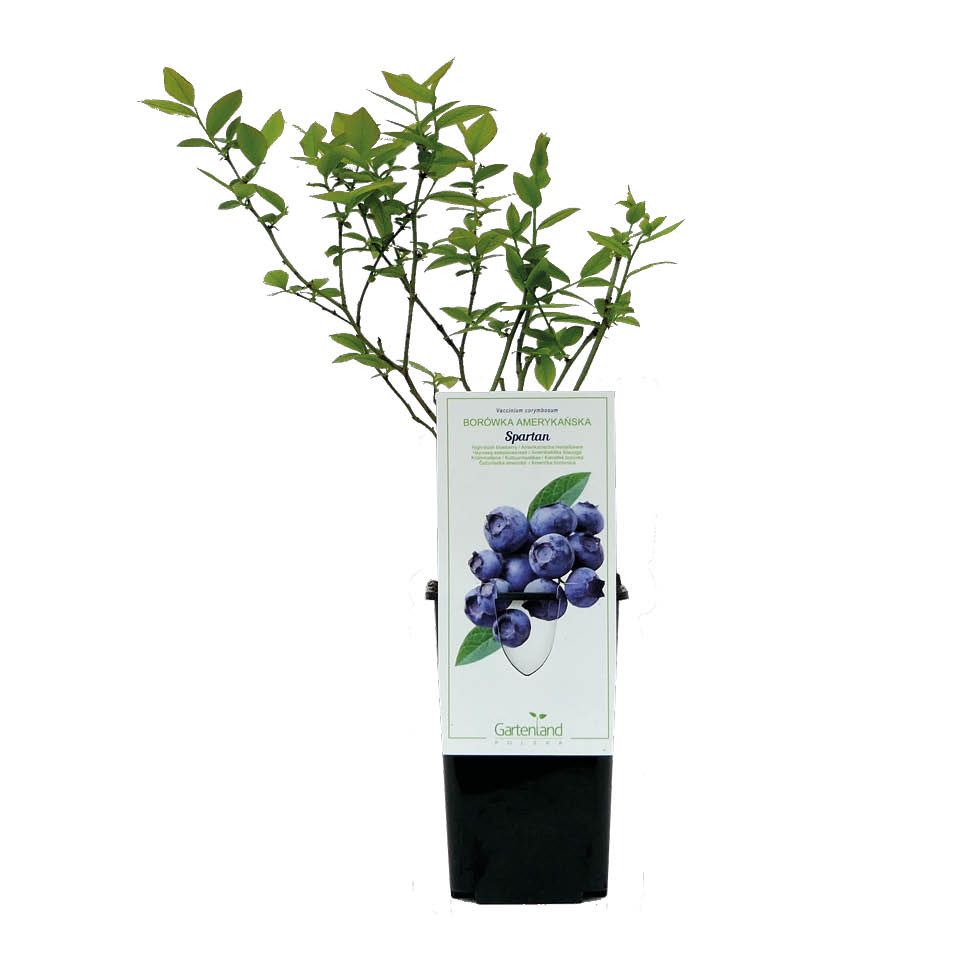 Krzew owocowe Borówka Amerykańska doniczka C1 szt widok 1