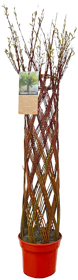 Krzew Wierzba pleciona don C5 szt widok 1