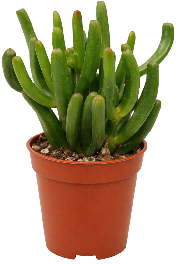 Kwiat Kaktus/sukulent don 5,5cm szt widok główny 