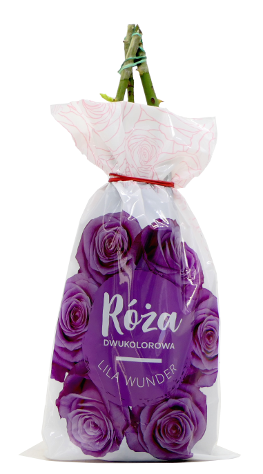 Krzew Róża dwukolorowa Lila Wunder balot szt widok główny 