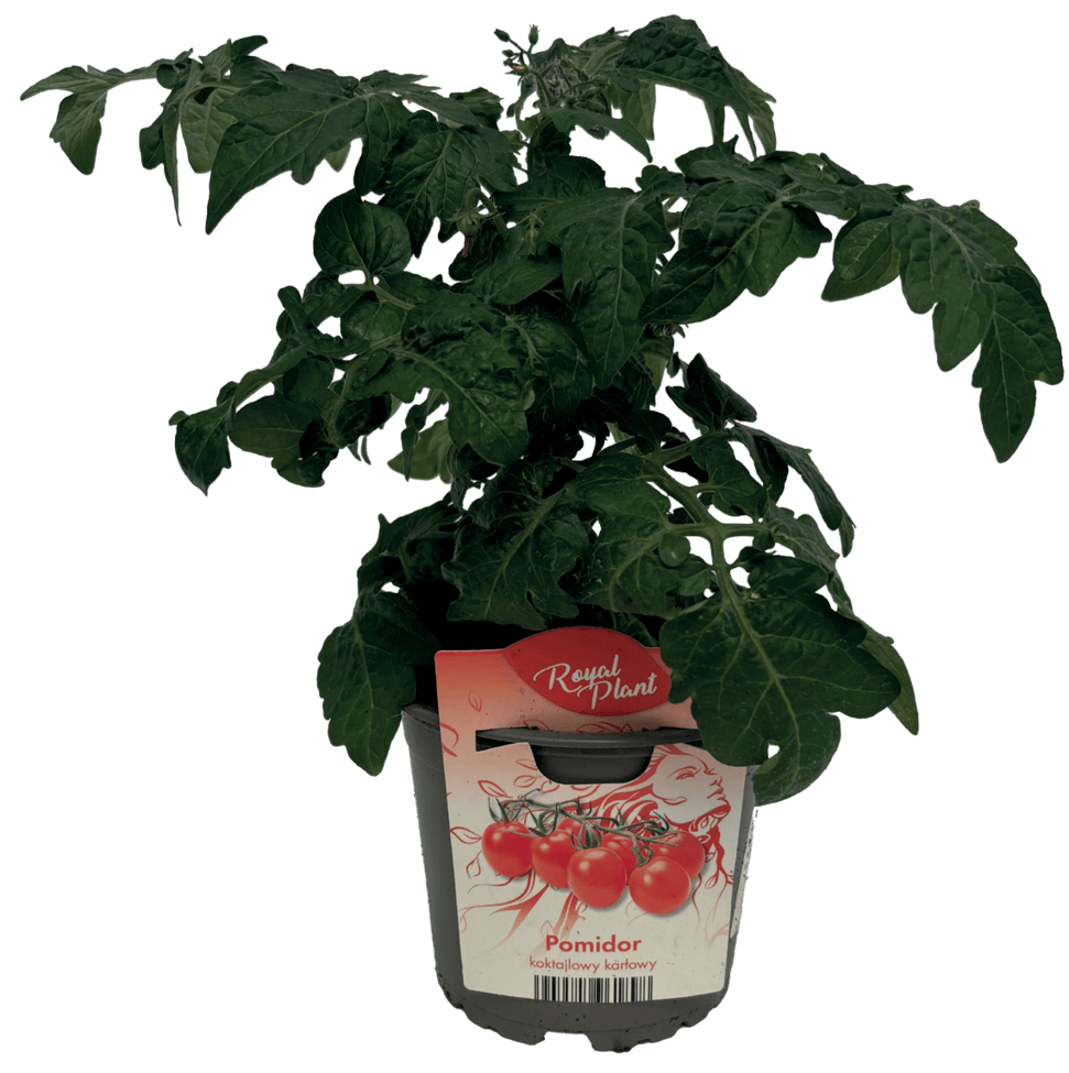 Sadzonka Pomidor don 12cm szt widok główny