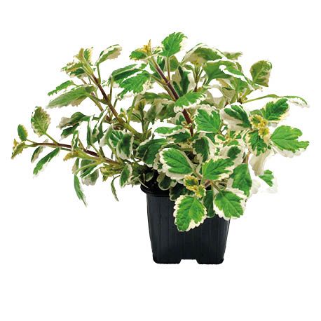 Kwiat Komarzyca don 11cm szt. widok główny 