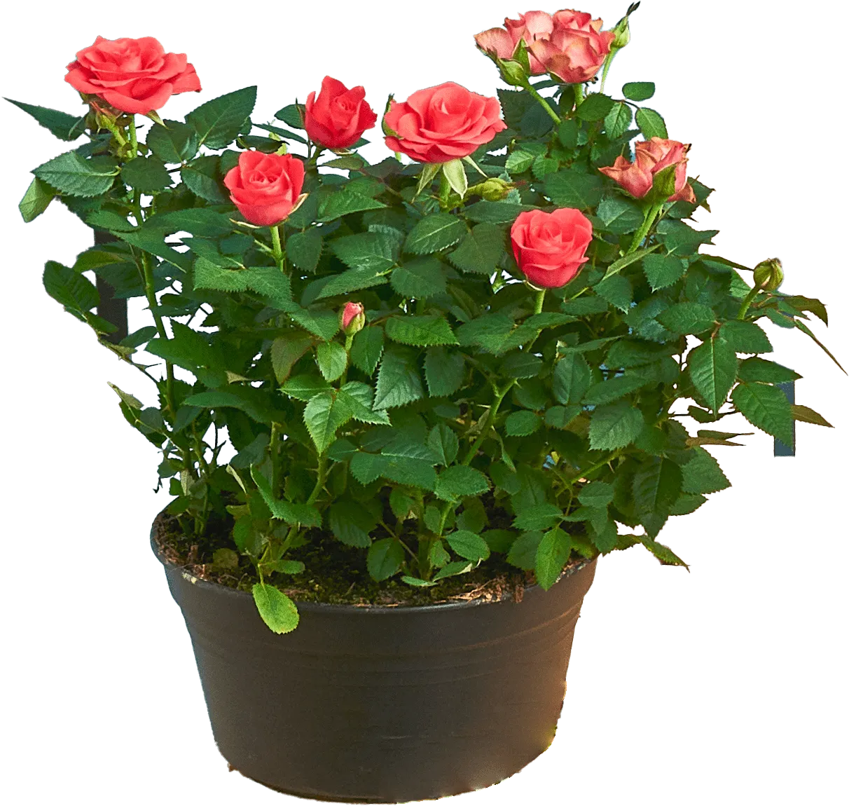 Kwiat Róża don 20cm szt widok główny 