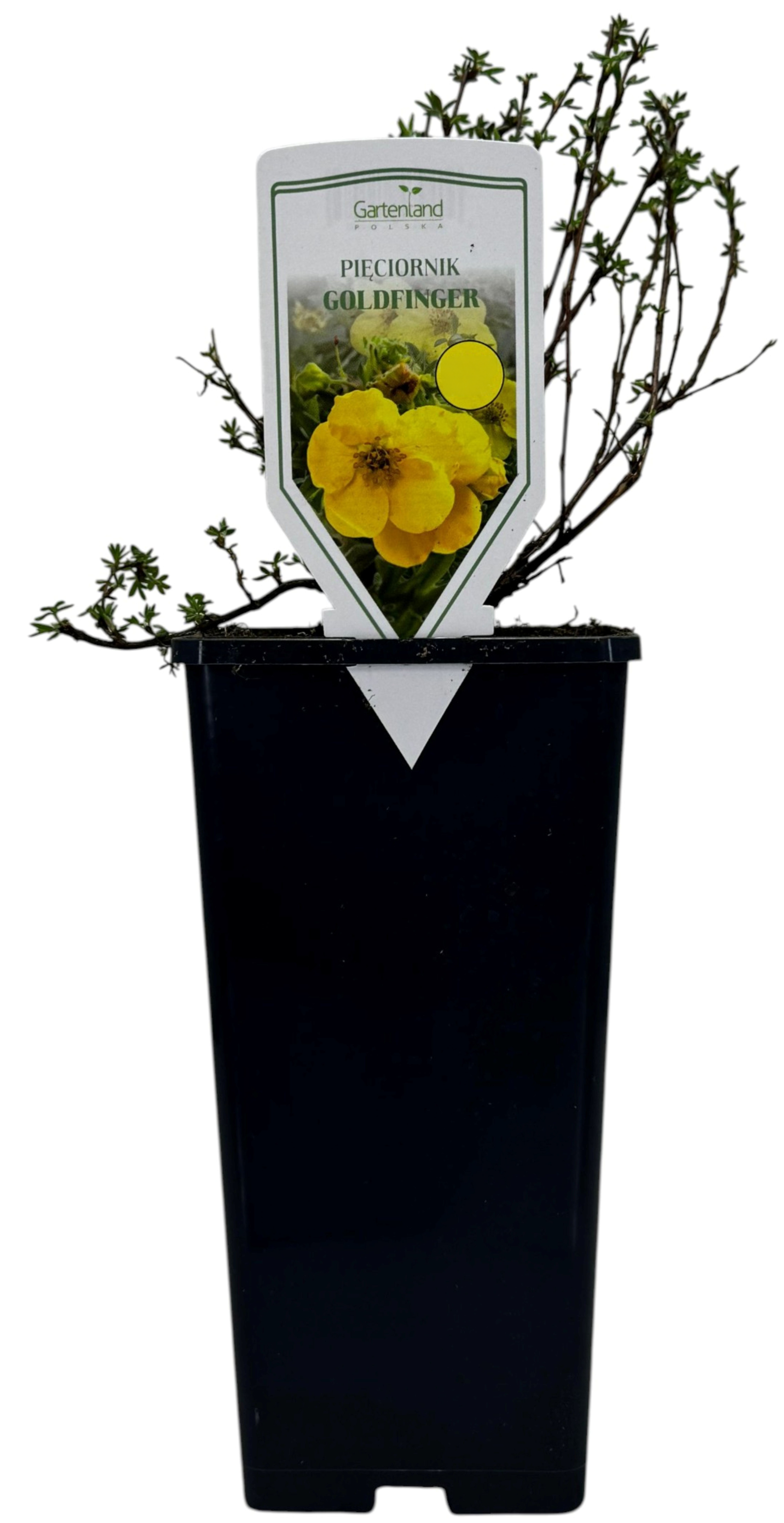 Krzew Pięciornik don C2 szt widok 1