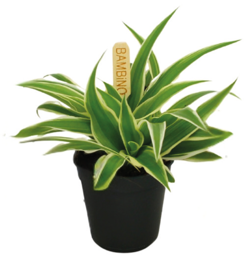 Kwiat Rośliny zielone don 5,5cm szt widok główny 