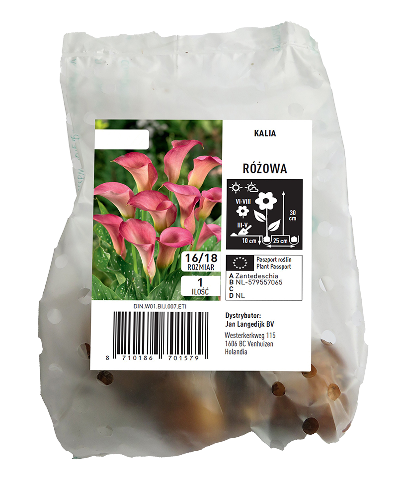 Cebula kwiatowa Kalia różowa szt widok 1