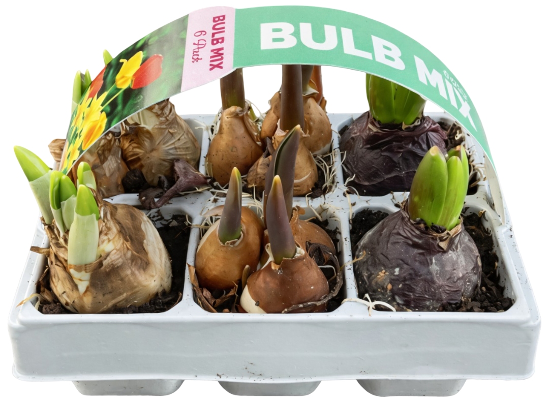 Kwiat Cebule 6-pak szt. widok 1