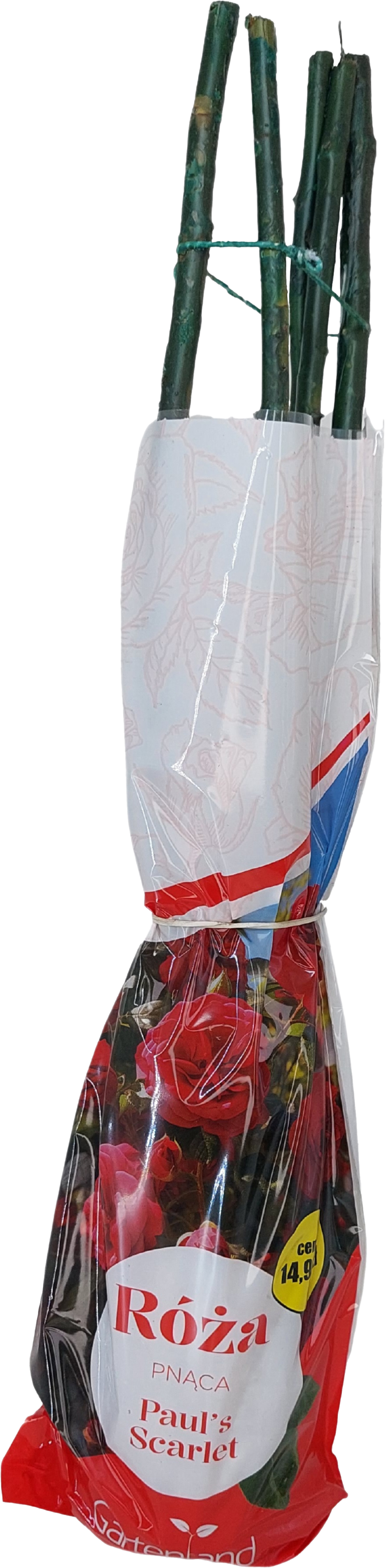 Krzew Róża pnąca czerwona balot szt. widok 1