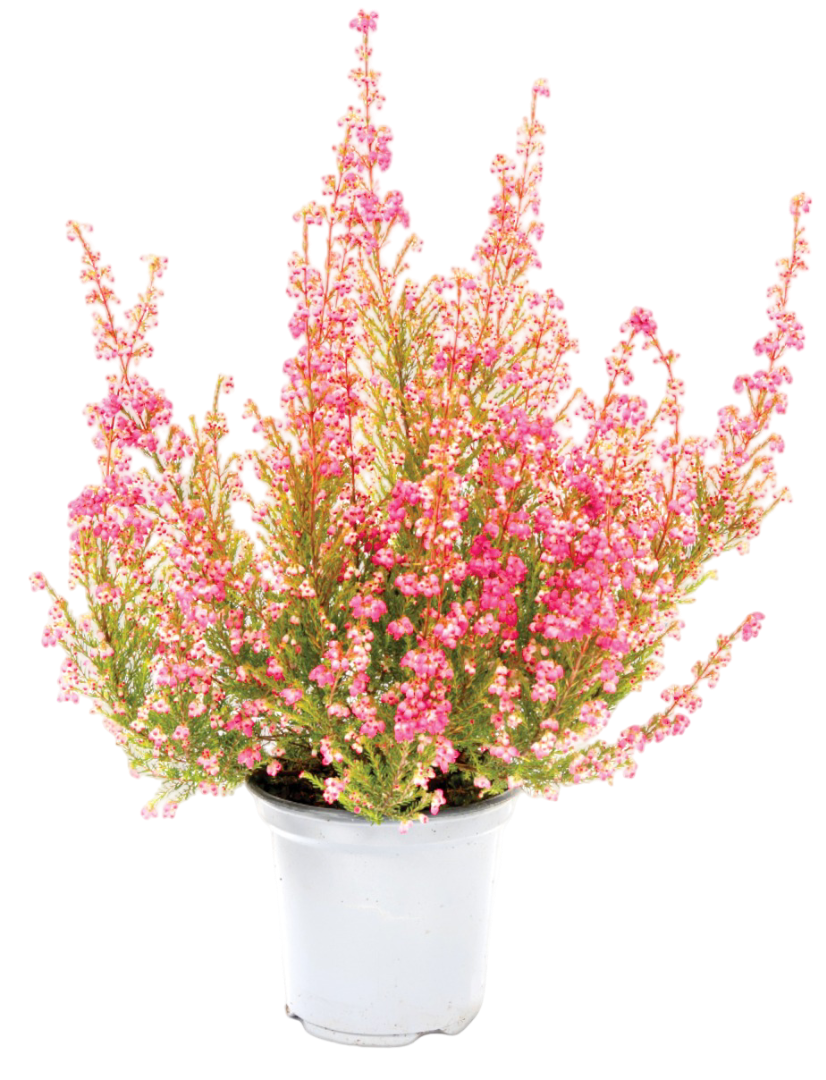 Kwiat Wrzosiec Gracilis don 11cm szt. widok główny
