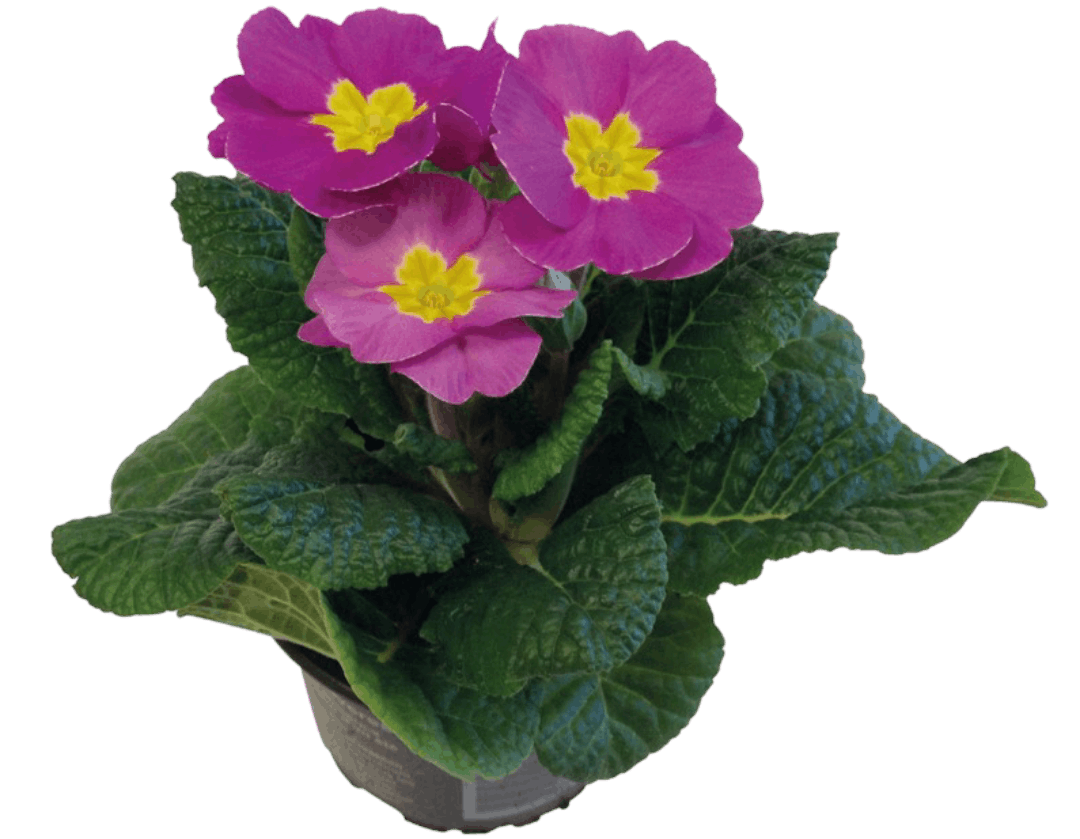 Kwiat Prymula acaulis don 10,5cm szt widok główny 