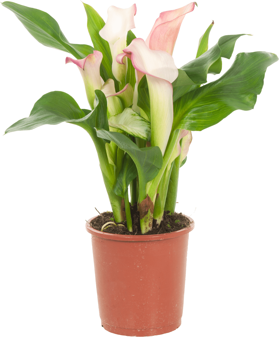Kwiat Kalia mix don 13cm szt widok 1