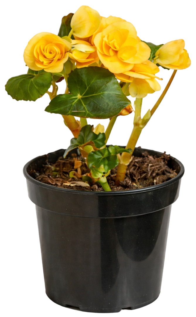 Kwiat Begonia elatior don 12cm szt widok główny 