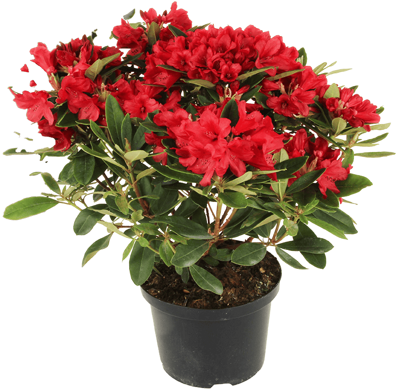 Krzew Rododendron don 23cm szt. widok główny