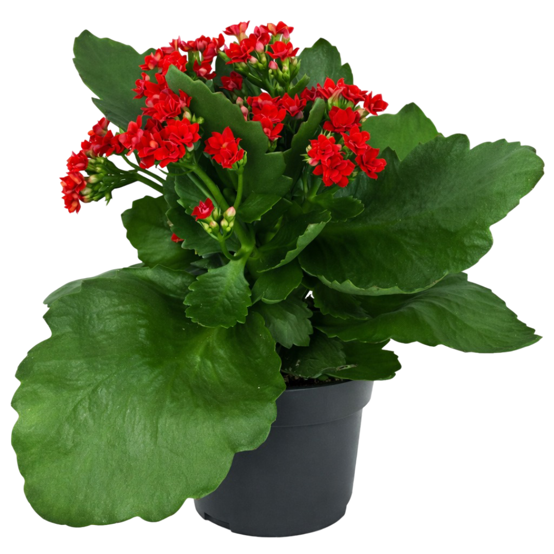 Kwiat Kalanchoe don 9cm szt widok główny 