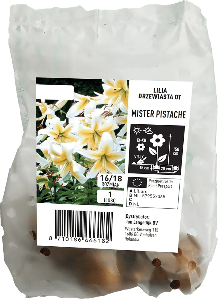Cebula kwiatowa Lilia Drzewiasta Mr.Pistache 1szt widok 1