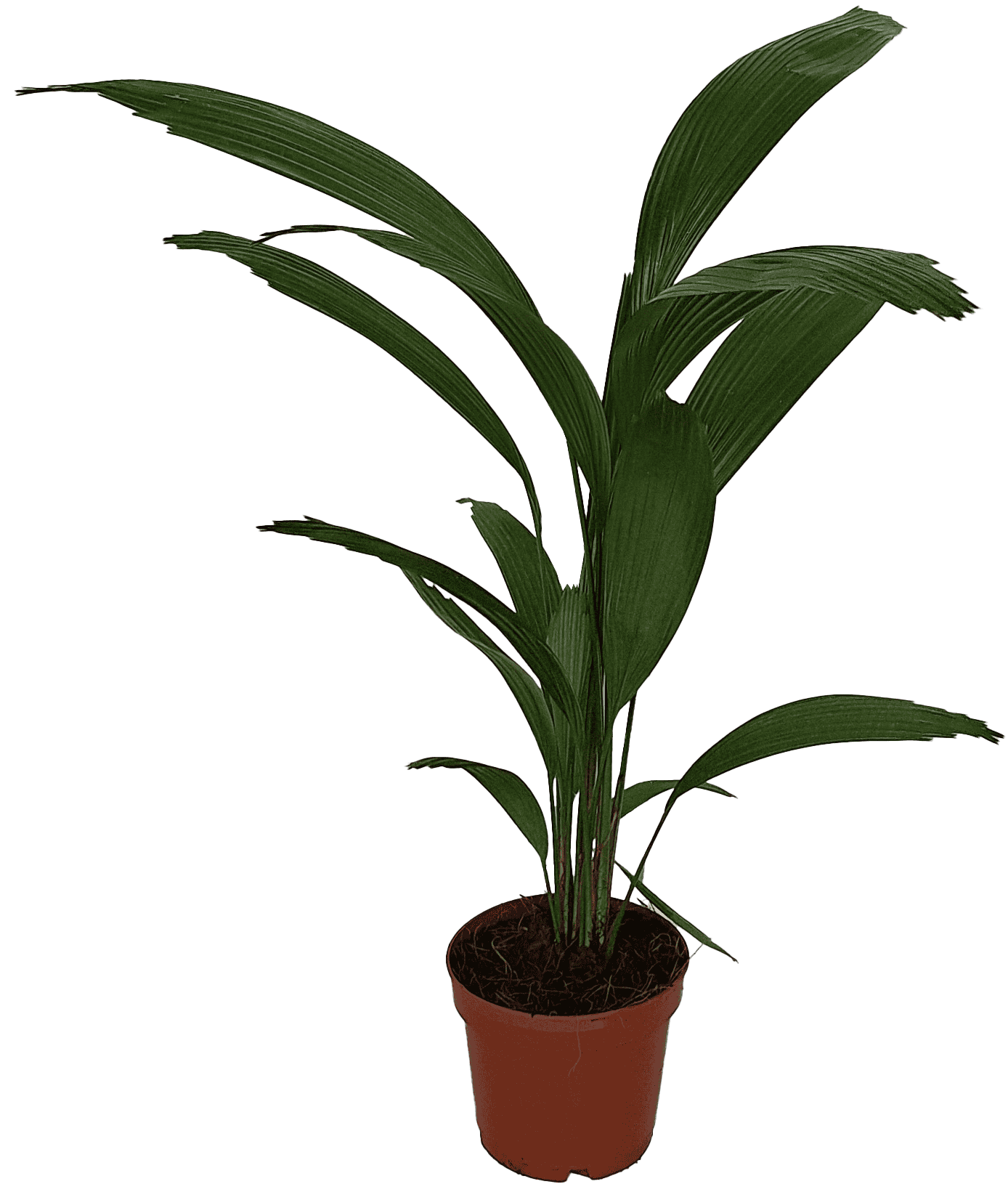Kwiat Palma Licuala don 12cm szt widok 1