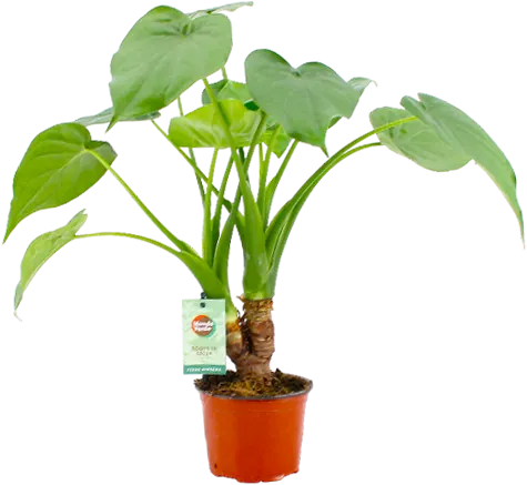 Kwiat Alocasia cucullata don 9cm szt widok główny 