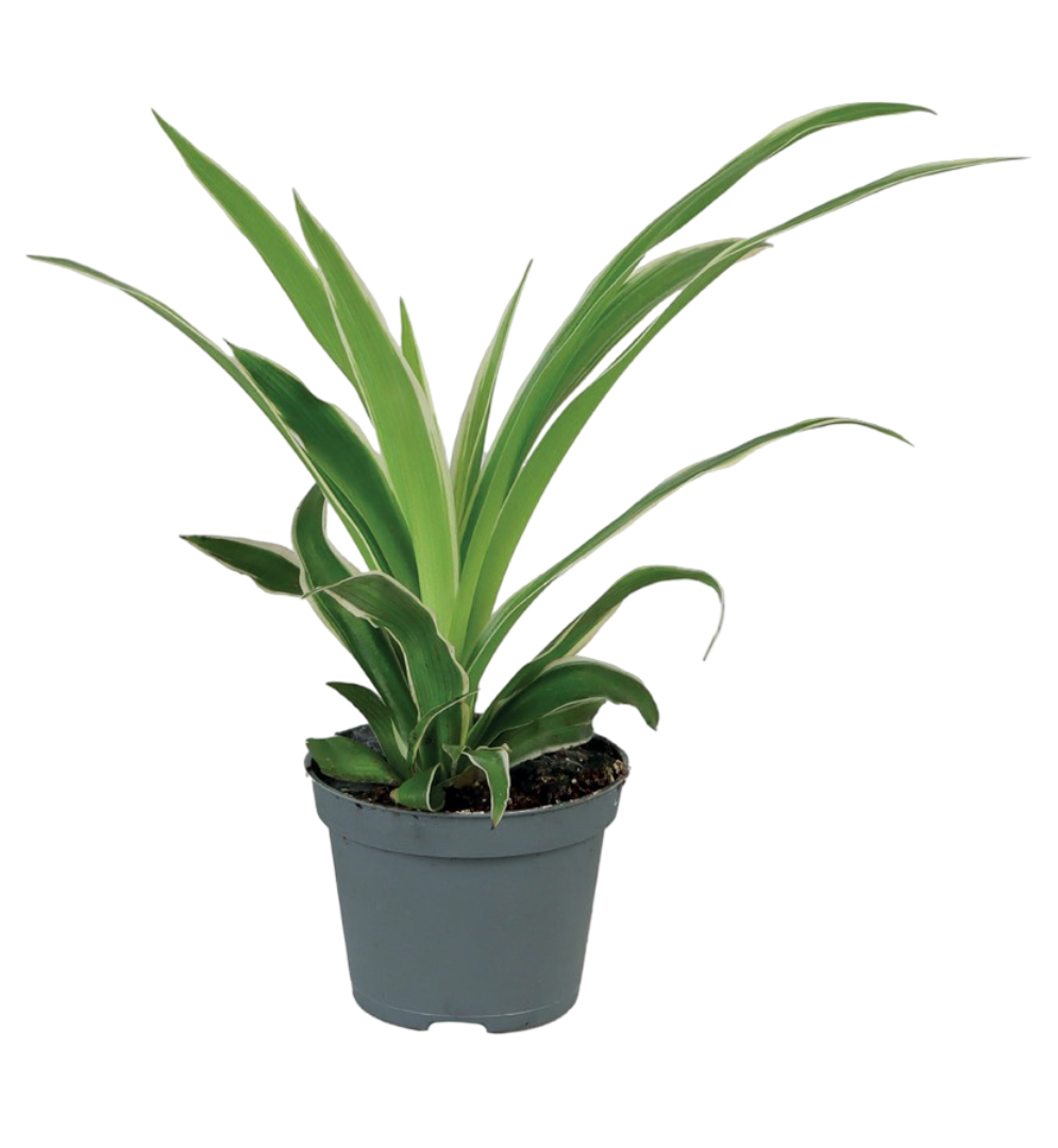 Kwiat Rośliny zielone don 6cm szt widok główny