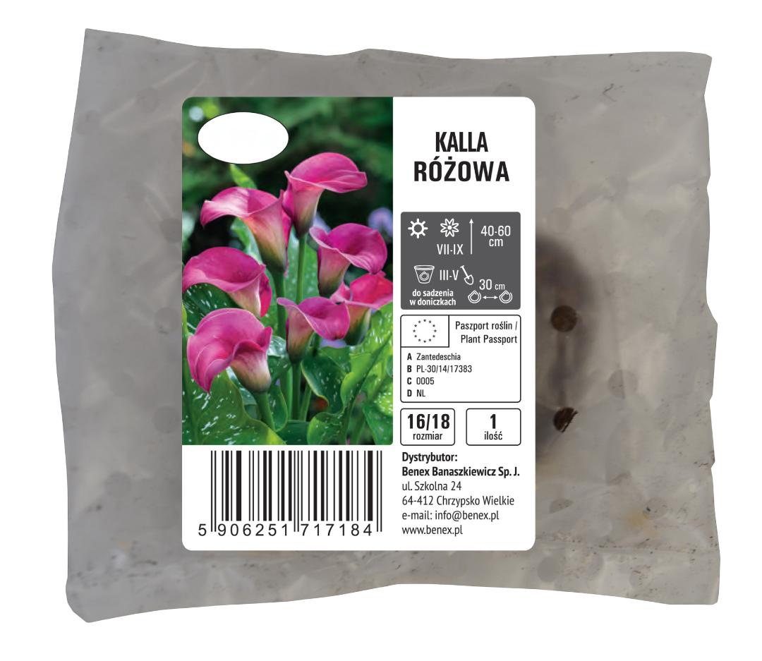 Cebula kwiatowa Zantendeschia Kalla różowa szt widok 1