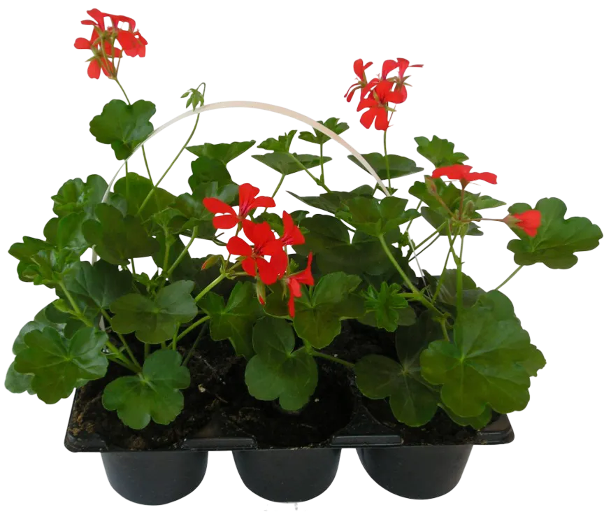 Kwiat Pelargonia 6-pak szt widok główny